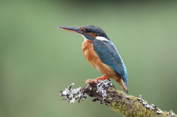 Картинка животные зимородки птичка