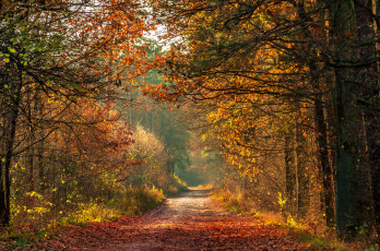 Картинка природа лес простор