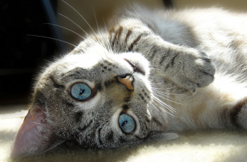 Картинка животные коты кот ковер кошка