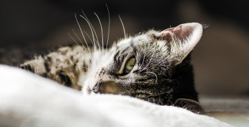 Картинка животные коты взгляд морда