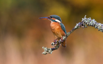 Картинка животные зимородки птичка