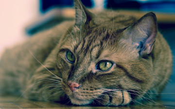 Картинка животные коты морда