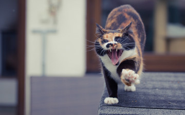 Картинка животные коты морда