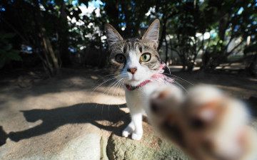 Картинка животные коты морда