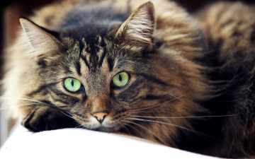 Картинка животные коты морда взгляд