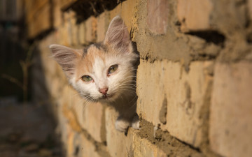 Картинка животные коты морда взгляд