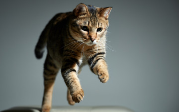 Картинка животные коты прыжок