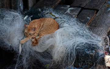 Картинка животные коты рыжий цвет