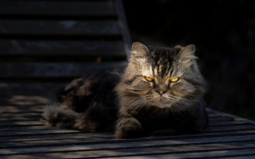 Картинка животные коты взгляд