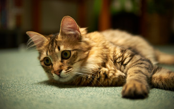 Картинка животные коты взгляд