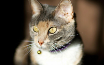 Картинка животные коты взгляд морда