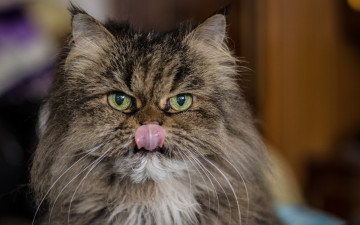 Картинка животные коты взгляд морда