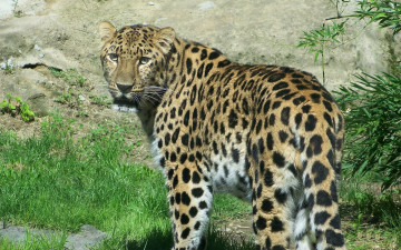 Картинка животные леопарды взгляд растения