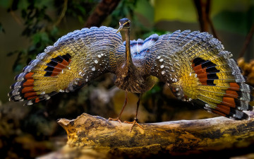 Картинка животные птицы птичка