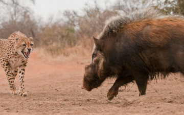 Картинка животные разные+вместе кабан гепард
