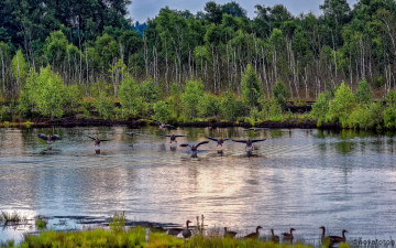 Картинка животные утки птичка