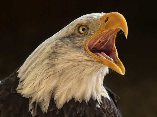 Обои картинки фото животные, птицы - хищники, птичка