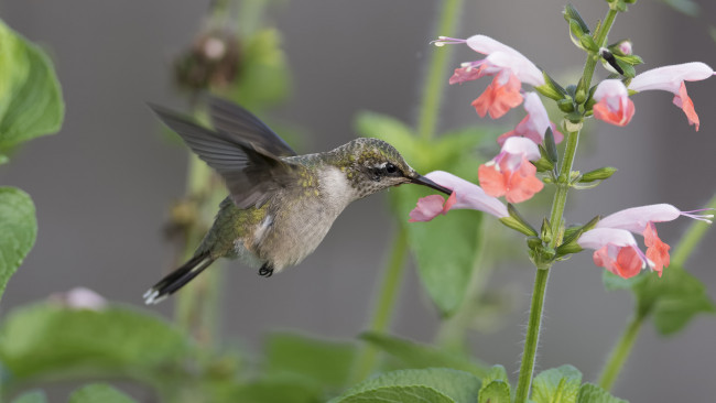 Обои картинки фото животные, колибри, птичка
