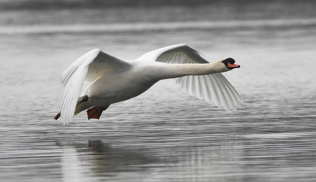 Обои картинки фото животные, лебеди, птичка