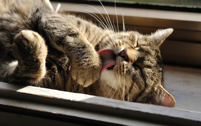 Обои картинки фото животные, коты, морда