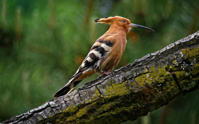 Обои картинки фото животные, удоды, птичка