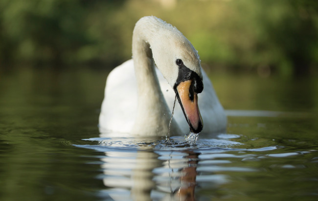 Обои картинки фото животные, лебеди, лебедь, водоём