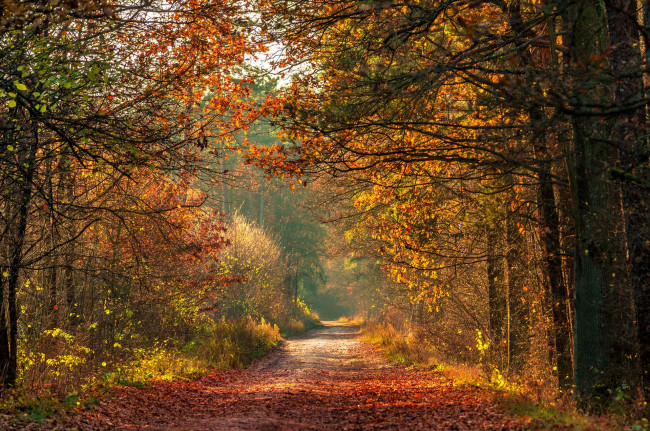 Обои картинки фото природа, лес, простор