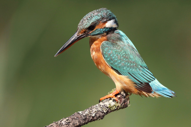 Обои картинки фото животные, зимородки, птичка