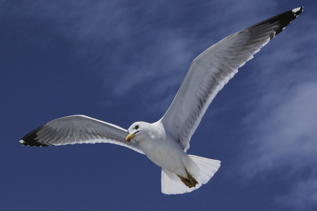 Обои картинки фото животные, Чайки,  бакланы,  крачки, птичка