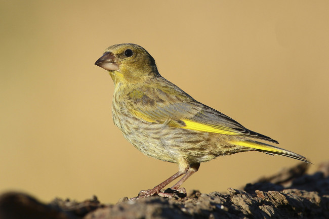 Обои картинки фото животные, птицы, птичка