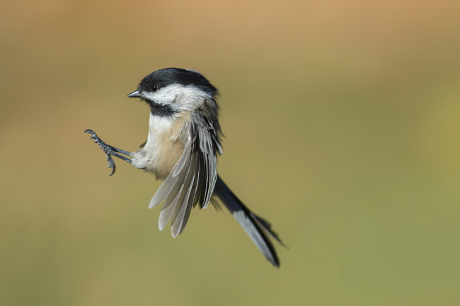 Обои картинки фото животные, синицы,  лазоревки, птичка