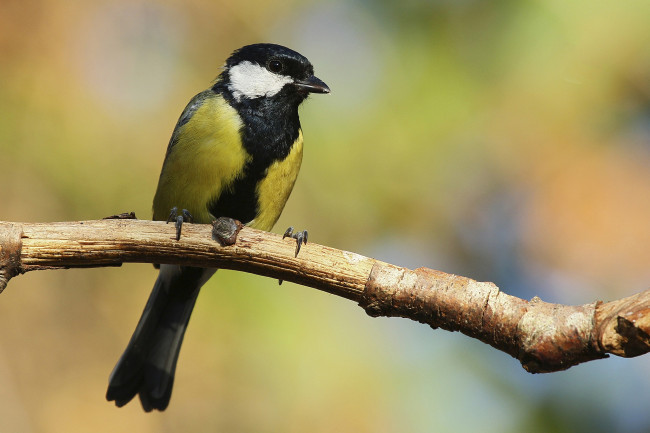 Обои картинки фото животные, синицы,  лазоревки, птичка