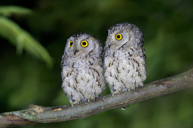 Обои картинки фото животные, совы, глаза, живая, природа, ветка