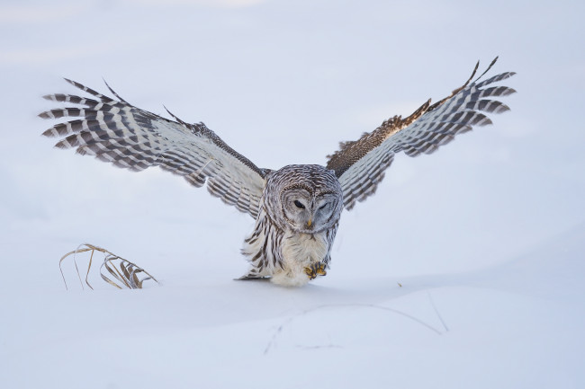 Обои картинки фото животные, совы, птичка