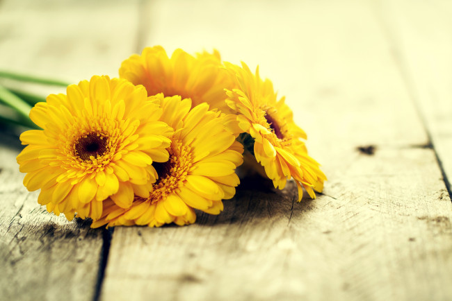 Обои картинки фото цветы, герберы, доски, желтые, гербера