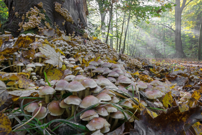 Обои картинки фото природа, грибы, простор