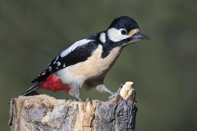 Обои картинки фото животные, дятлы, птичка