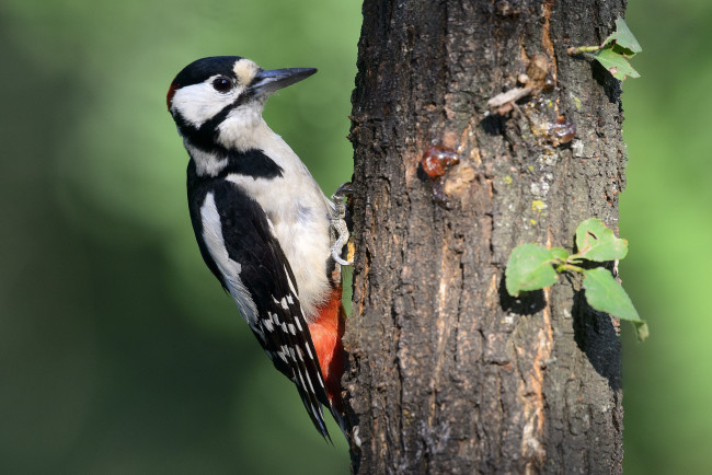 Обои картинки фото животные, дятлы, птичка