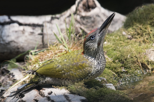 Обои картинки фото животные, дятлы, птичка