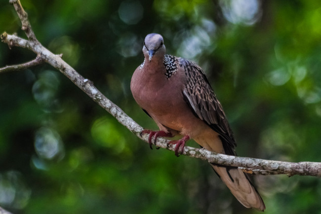 Обои картинки фото животные, голуби, птичка