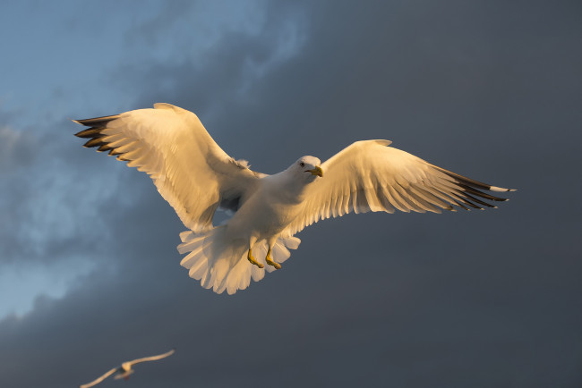 Обои картинки фото животные, голуби, птичка