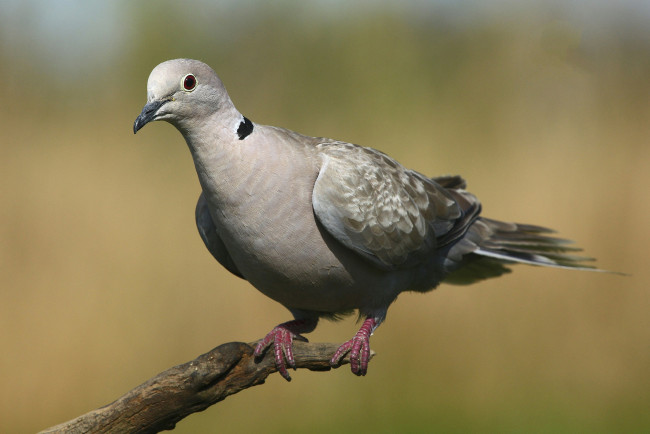 Обои картинки фото животные, голуби, птичка