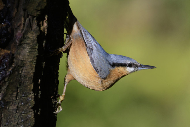Обои картинки фото животные, поползни, птичка