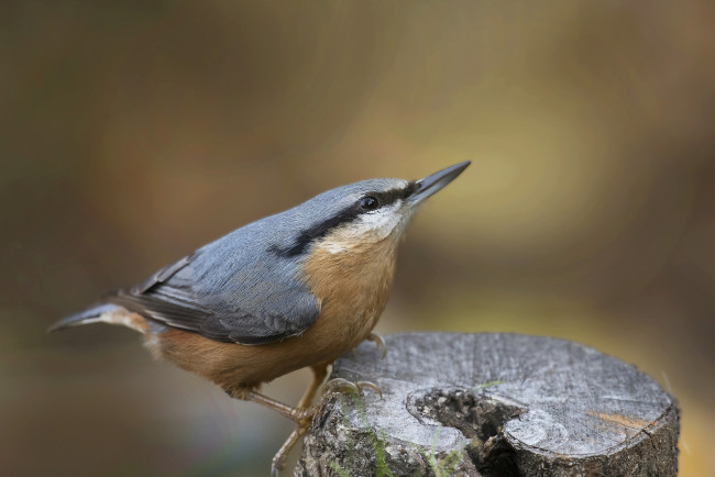 Обои картинки фото животные, поползни, птичка