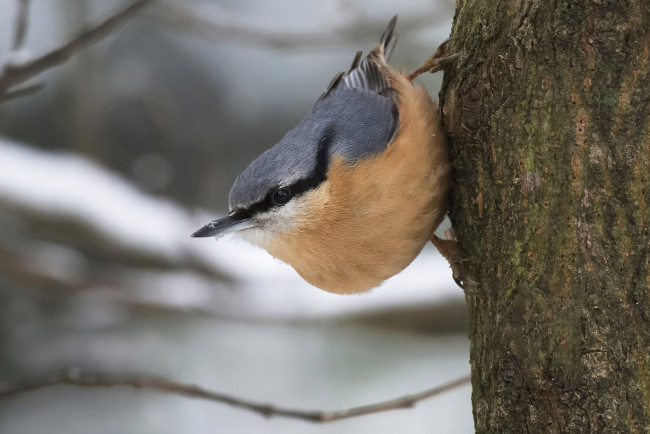 Обои картинки фото животные, поползни, птичка