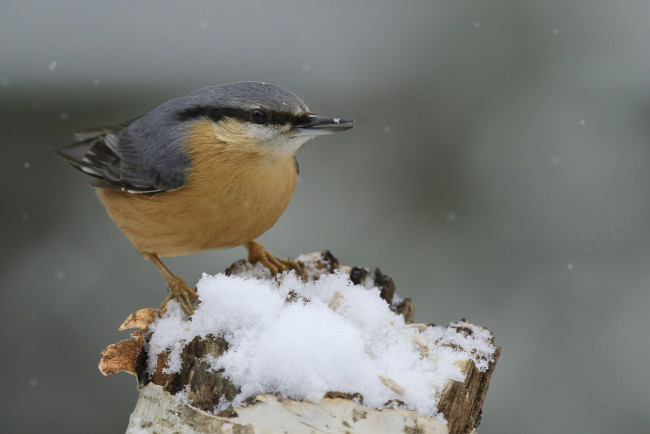 Обои картинки фото животные, поползни, птичка