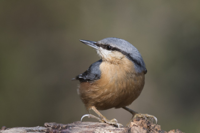 Обои картинки фото животные, поползни, птичка