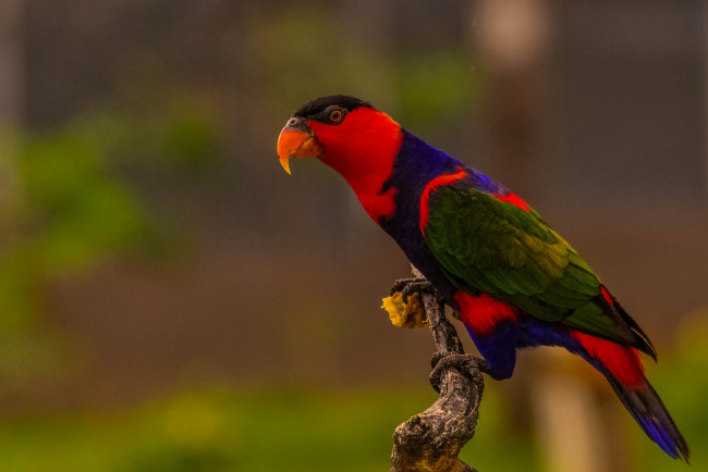 Обои картинки фото животные, попугаи, птичка