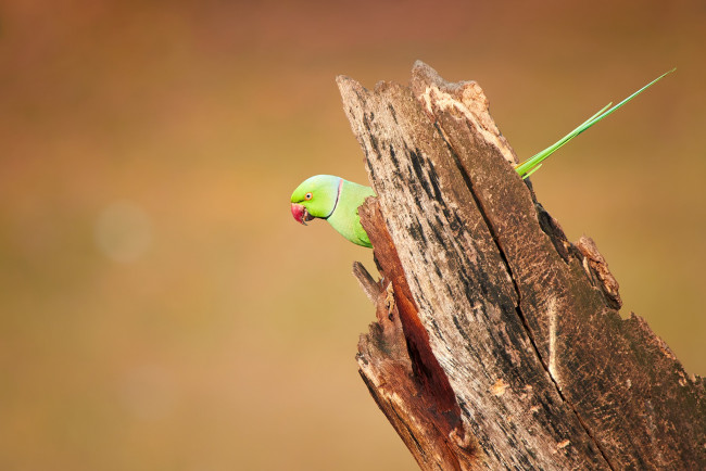 Обои картинки фото животные, попугаи, wood, wildlife, parakeet, bird, rose-ringed