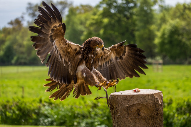 Обои картинки фото животные, птицы - хищники, птичка